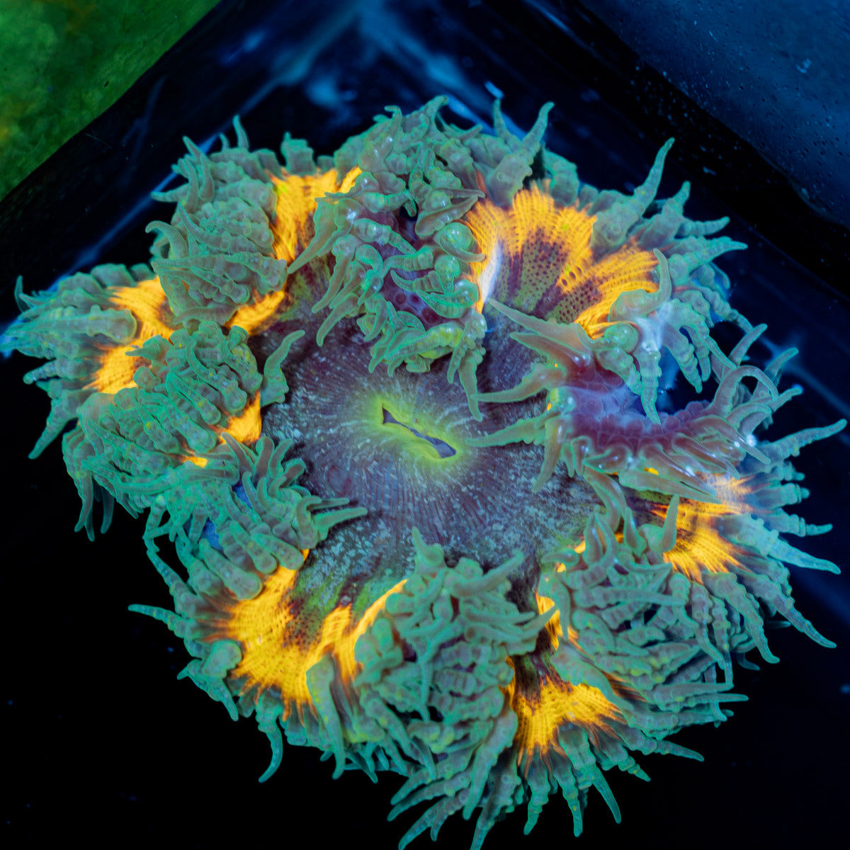 Rock Flower Anemone with colorful oral disc in reef aquarium