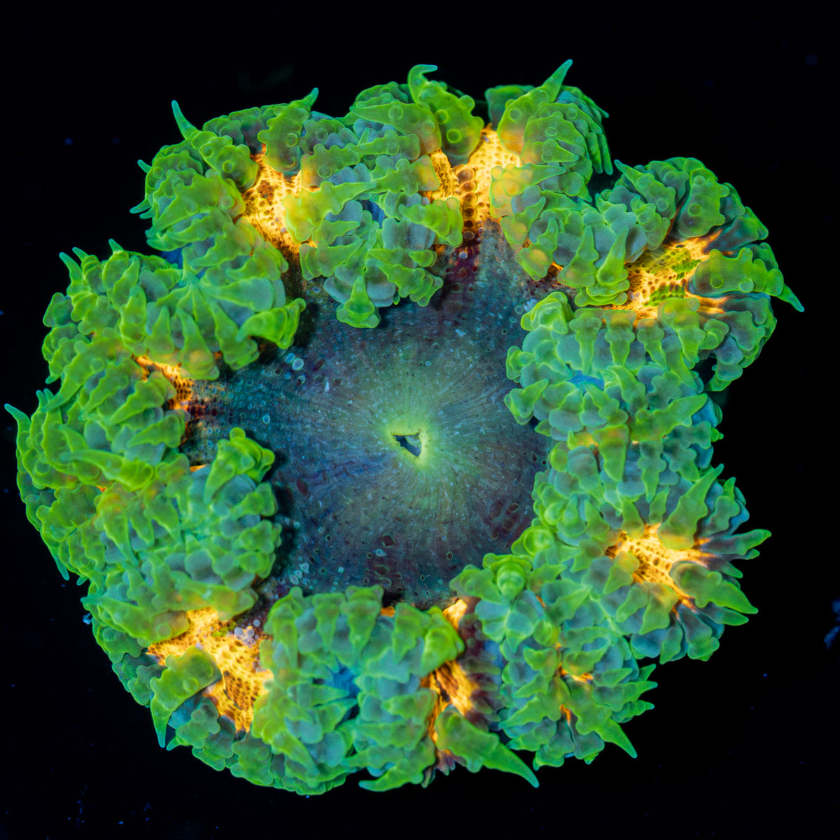 Rock Flower Anemone with colorful oral disc in reef aquarium