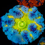 Rock Flower Anemone with colorful oral disc in reef aquarium