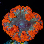 Rock Flower Anemone with colorful oral disc in reef aquarium