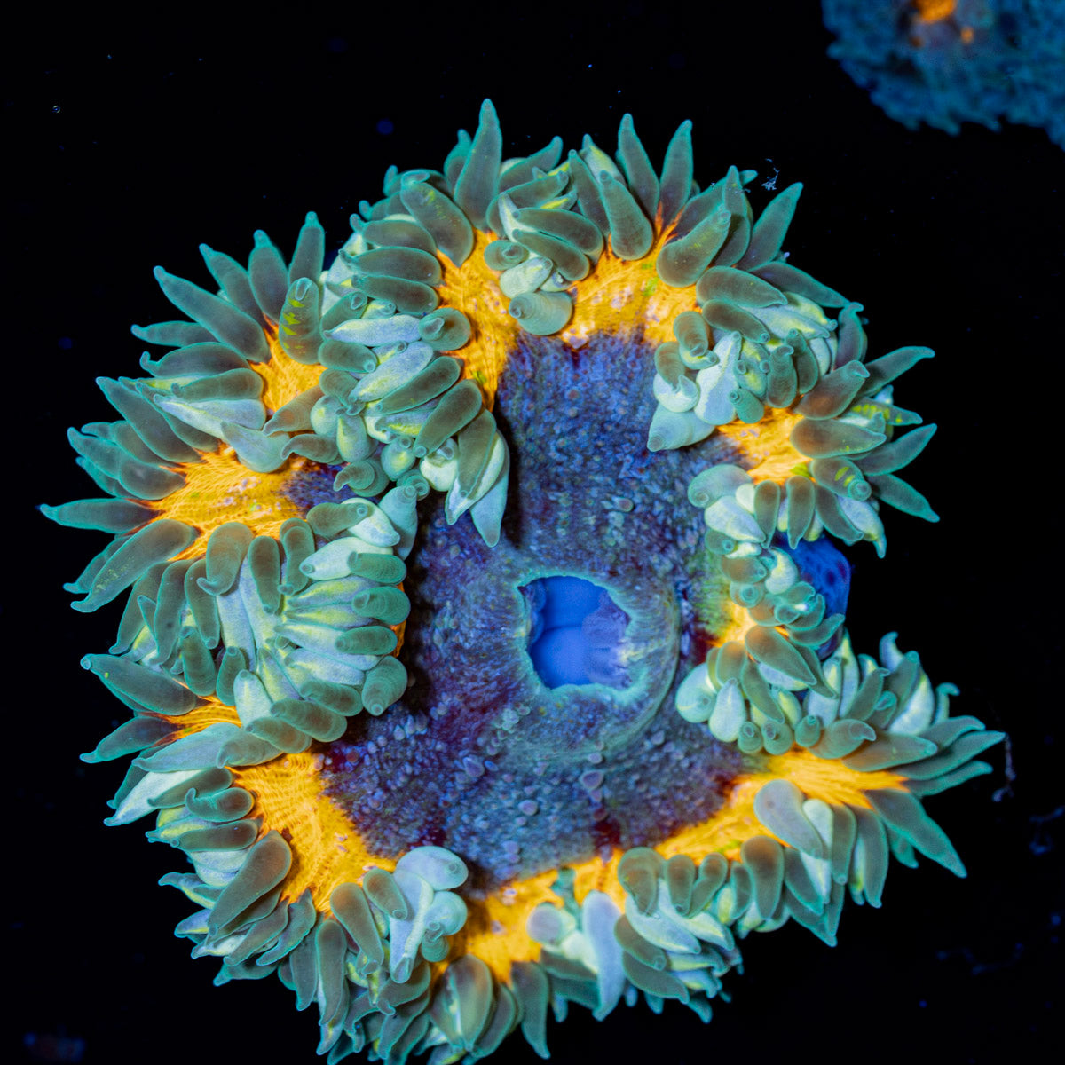 Rock Flower Anemone with colorful oral disc in reef aquarium