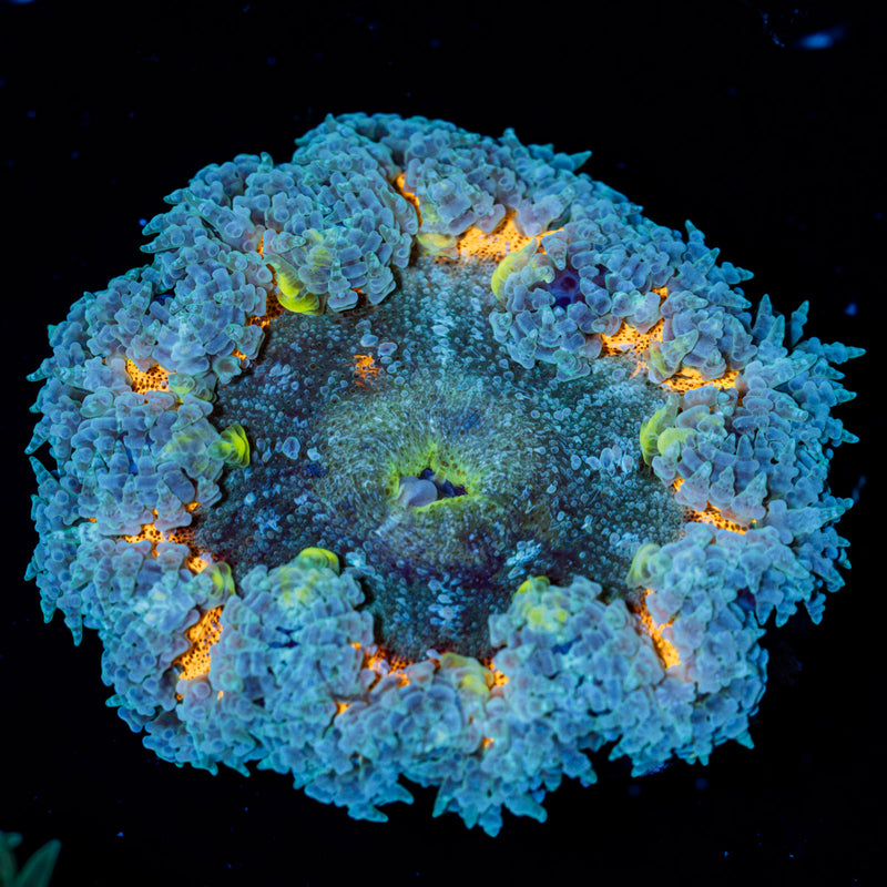 Rock Flower Anemone with colorful oral disc in reef aquarium