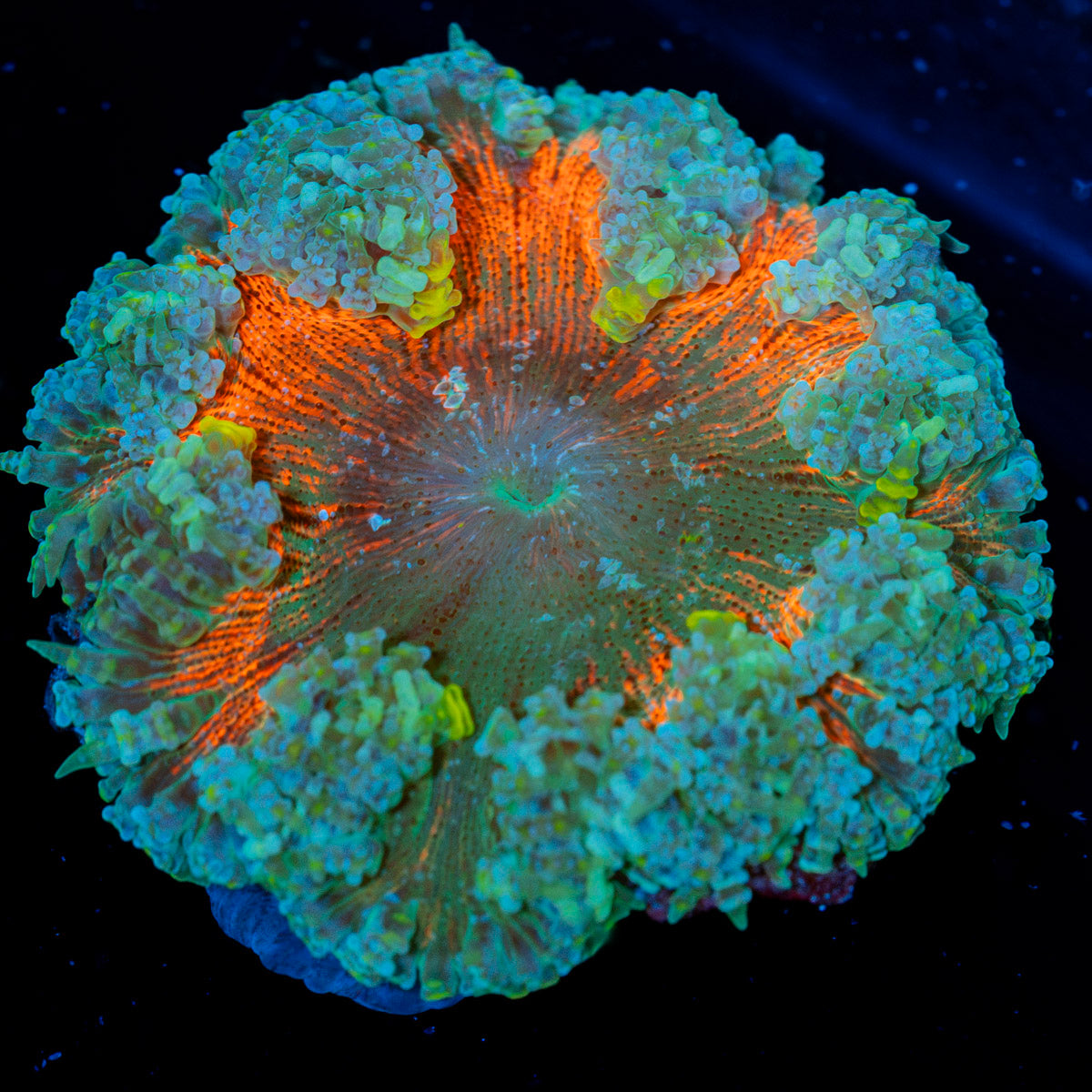 Rock Flower Anemone with colorful oral disc in reef aquarium