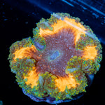 Rock Flower Anemone with colorful oral disc in reef aquarium