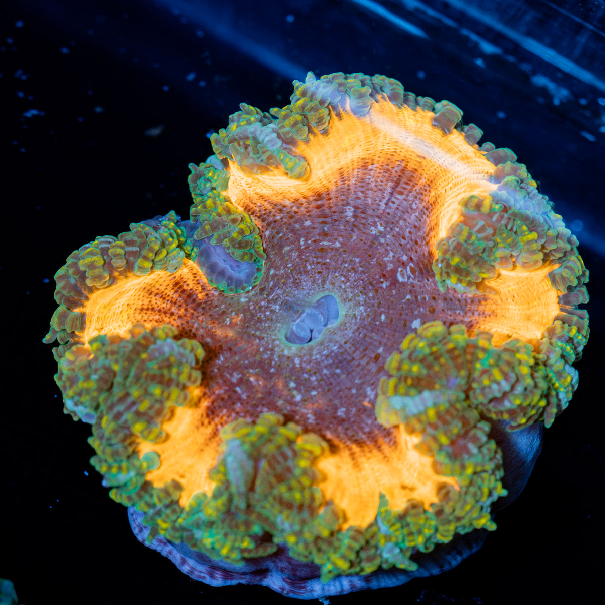 Rock Flower Anemone with colorful oral disc in reef aquarium