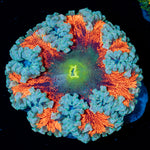 Rock Flower Anemone with colorful oral disc in reef aquarium