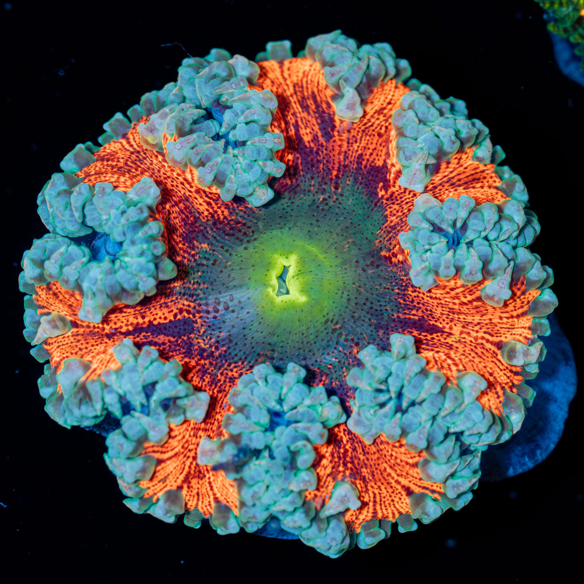 Rock Flower Anemone with colorful oral disc in reef aquarium