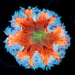Rock Flower Anemone with colorful oral disc in reef aquarium