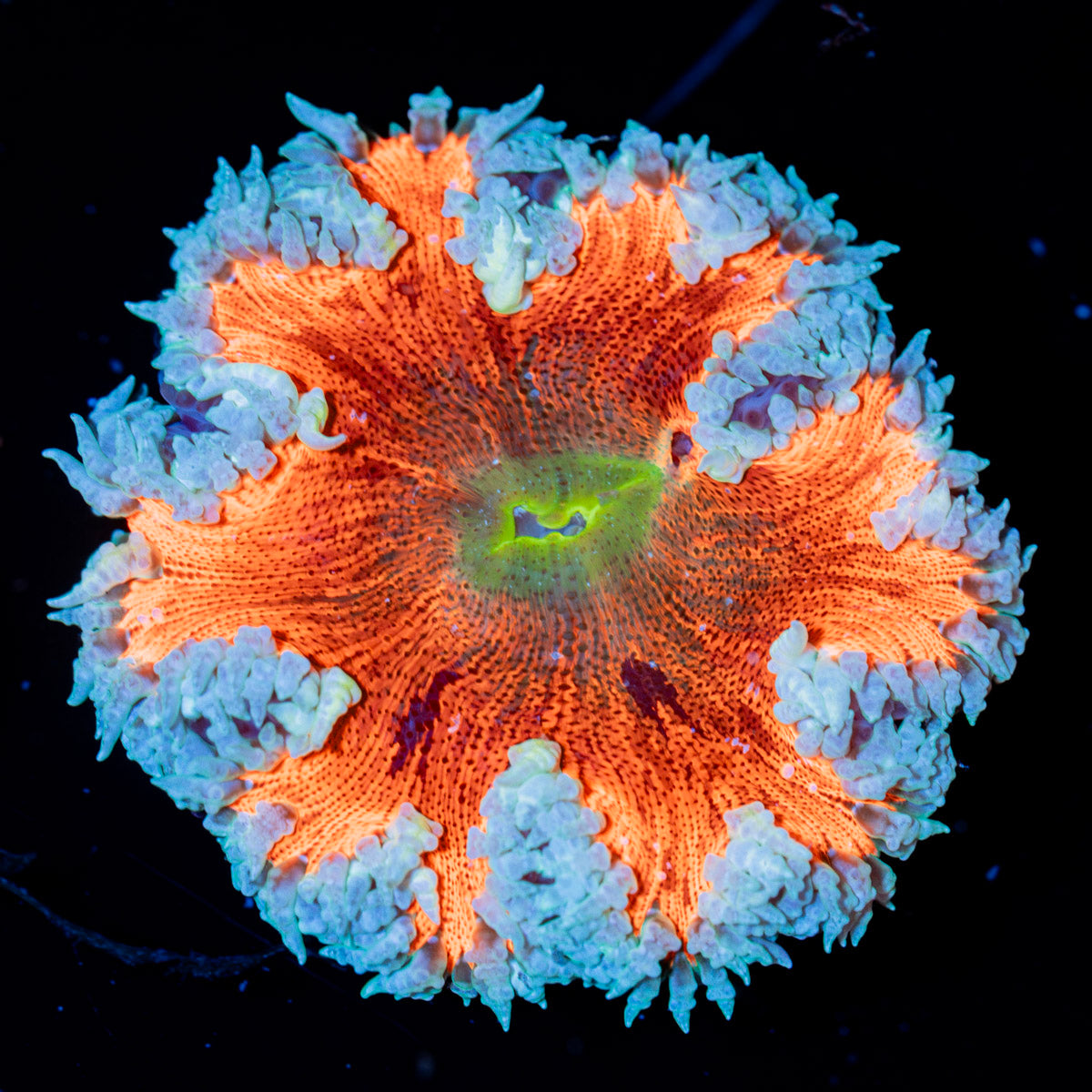 Rock Flower Anemone with colorful oral disc in reef aquarium