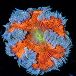 Rock Flower Anemone with colorful oral disc in reef aquarium