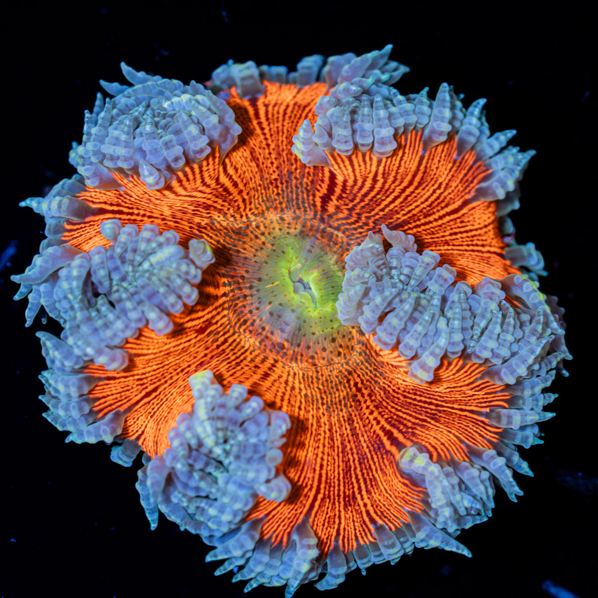 Rock Flower Anemone with colorful oral disc in reef aquarium