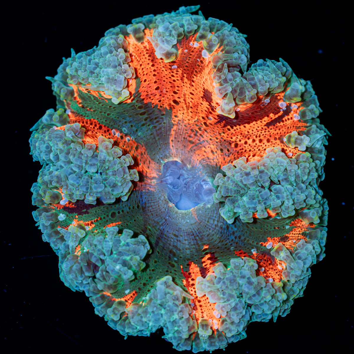 Rock Flower Anemone with colorful oral disc in reef aquarium