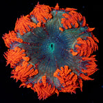 Rock Flower Anemone with colorful oral disc in reef aquarium