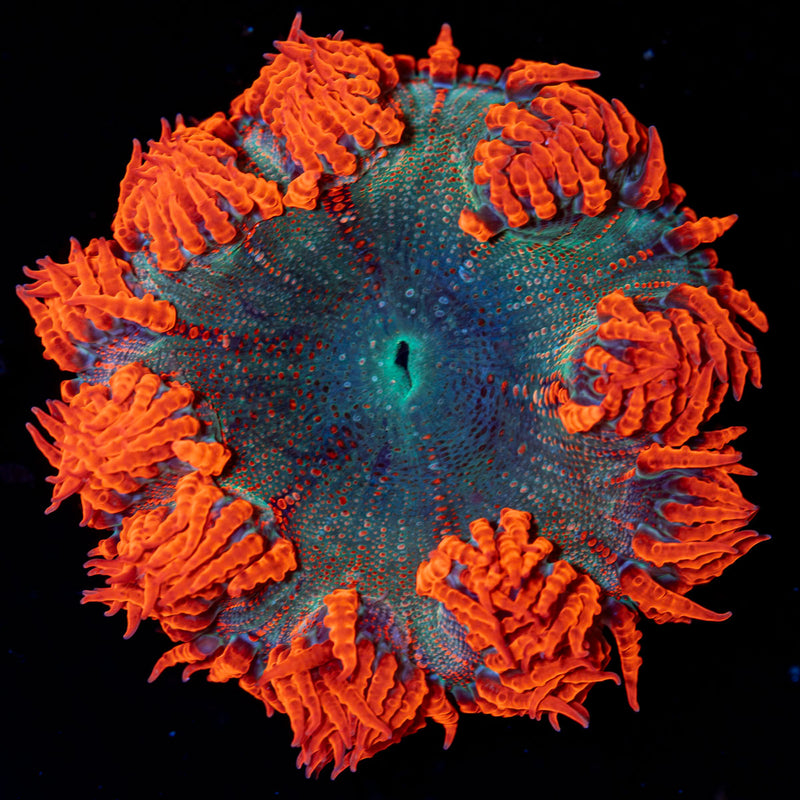 Rock Flower Anemone with colorful oral disc in reef aquarium