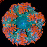 Rock Flower Anemone with colorful oral disc in reef aquarium
