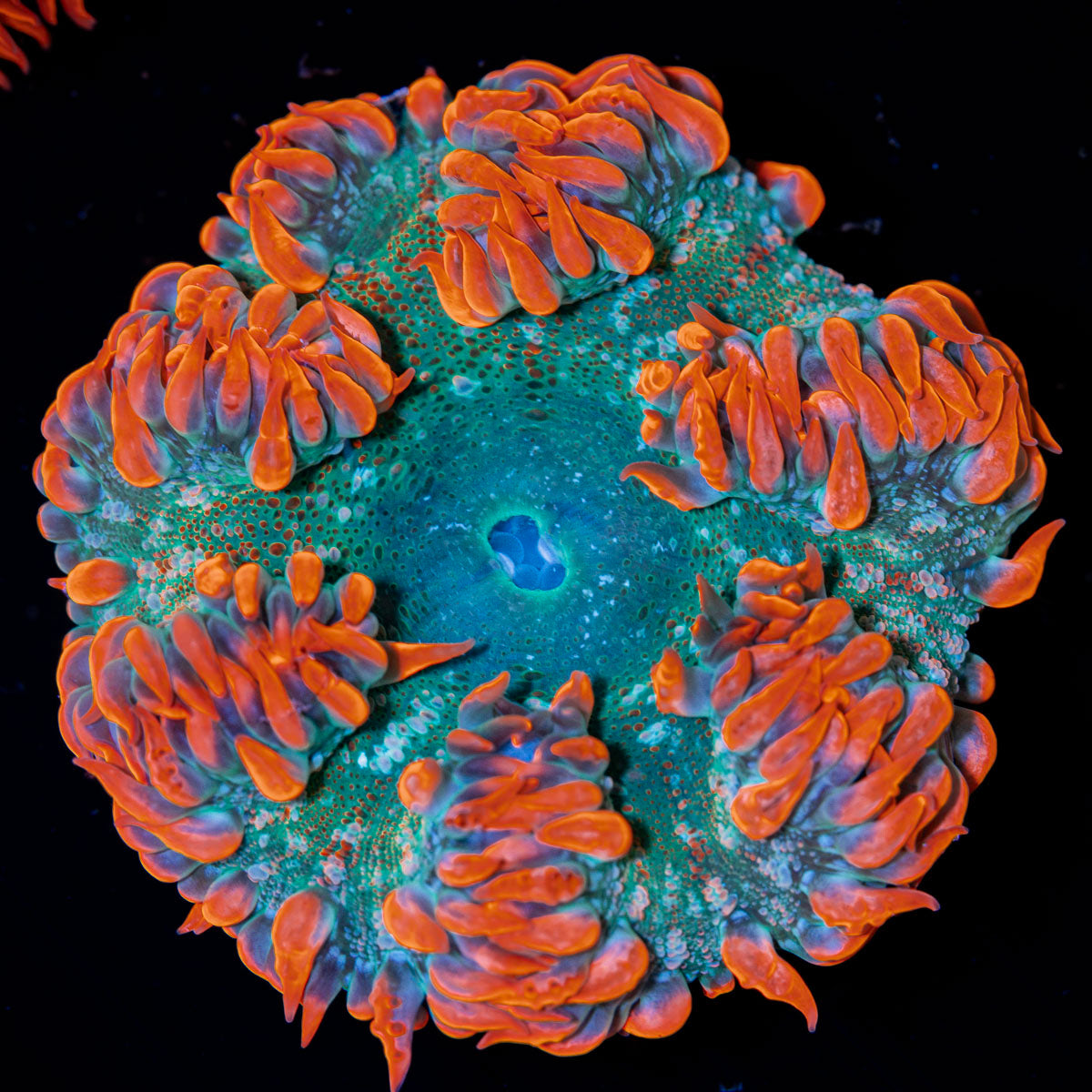 Rock Flower Anemone with colorful oral disc in reef aquarium