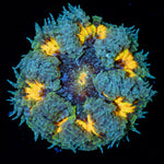 Rock Flower Anemone with colorful oral disc in reef aquarium