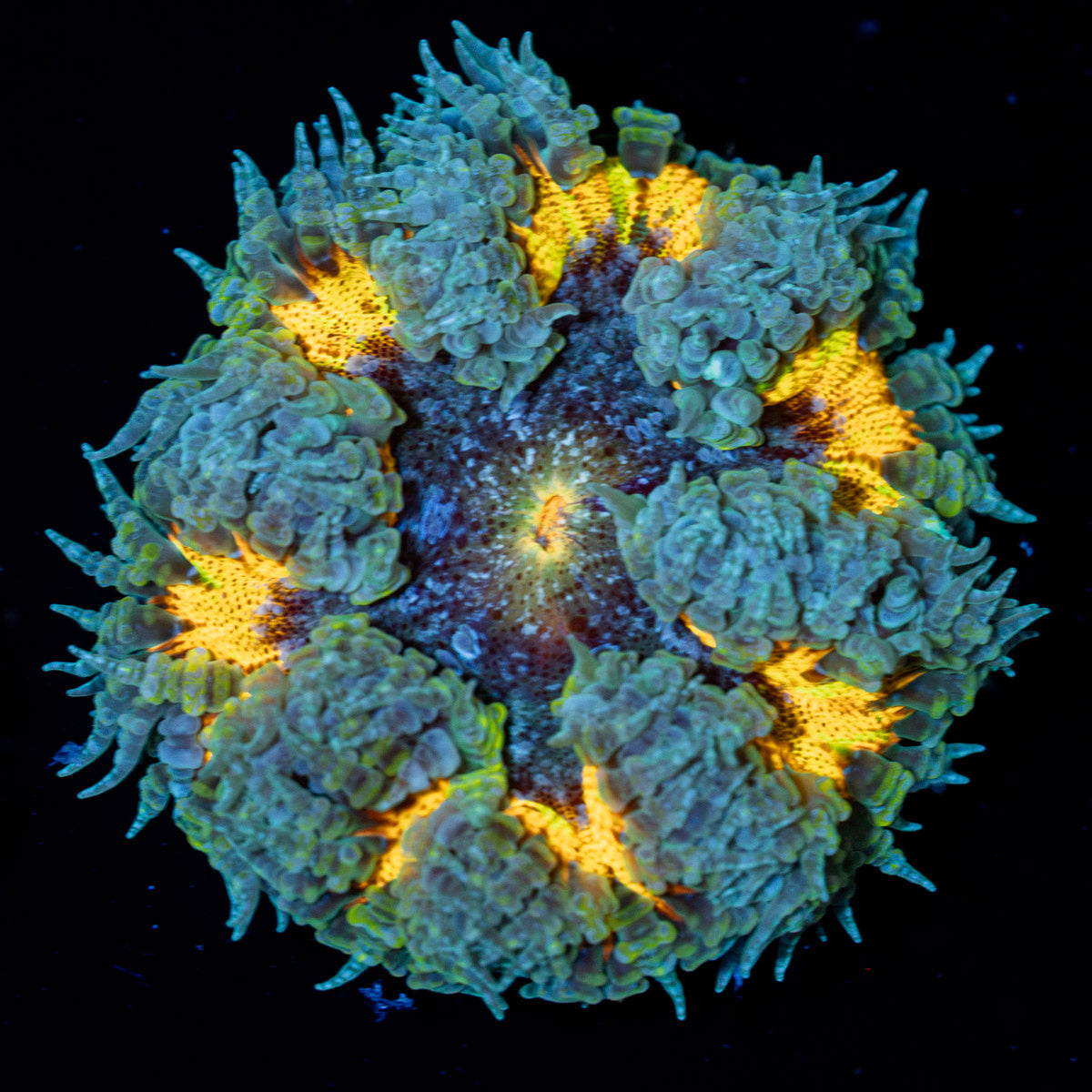 Rock Flower Anemone with colorful oral disc in reef aquarium
