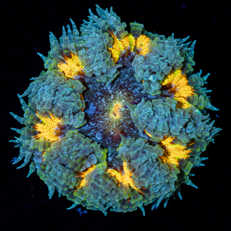 Rock Flower Anemone with colorful oral disc in reef aquarium