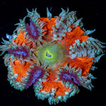 Rock Flower Anemone with colorful oral disc in reef aquarium
