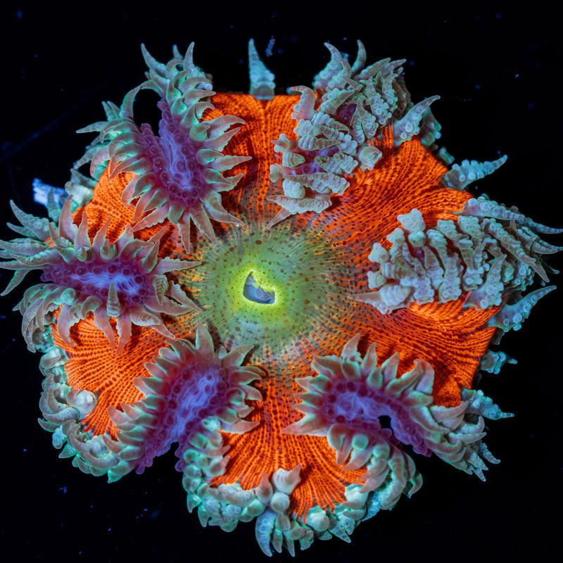 Rock Flower Anemone with colorful oral disc in reef aquarium