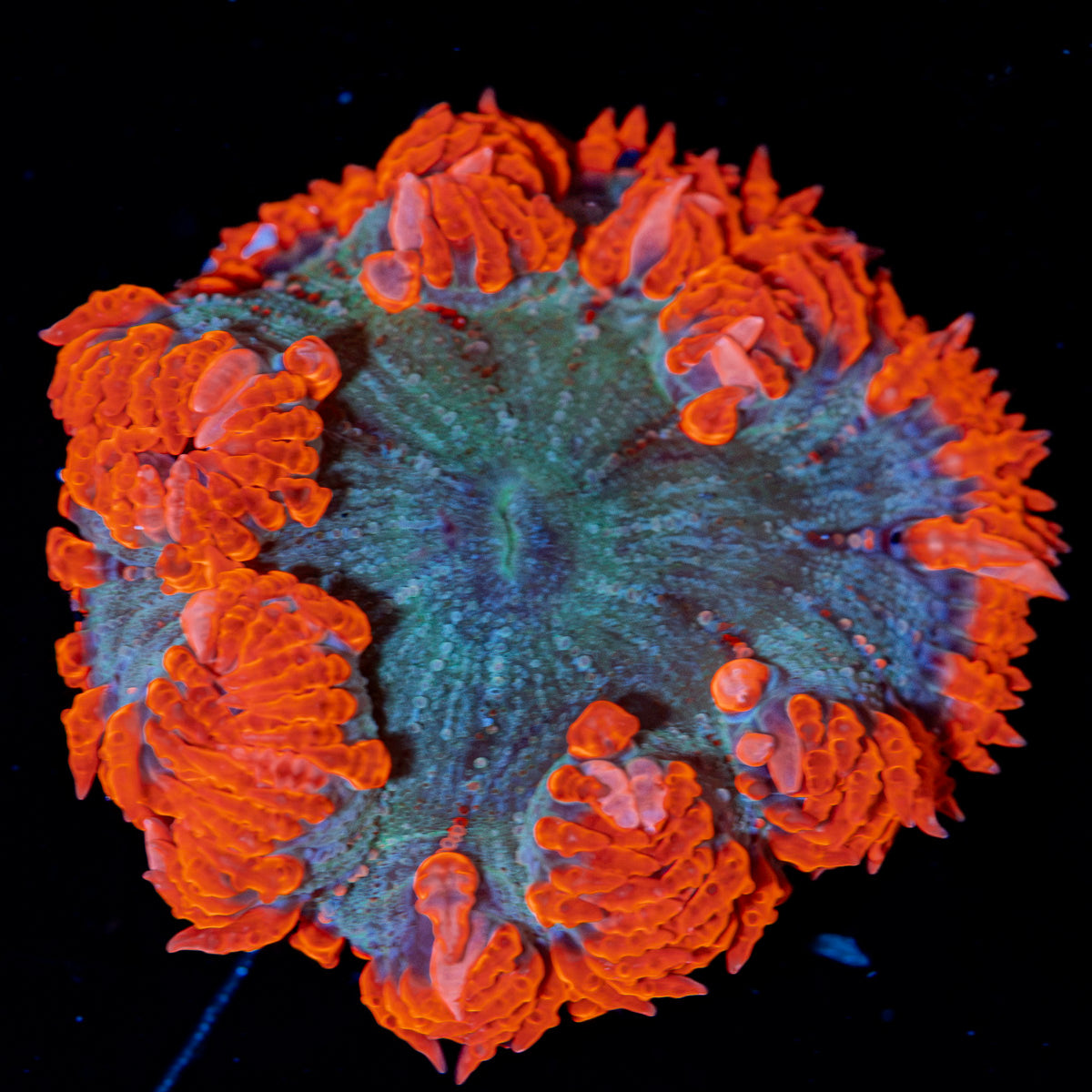 Rock Flower Anemone with colorful oral disc in reef aquarium