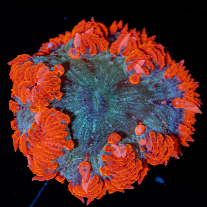 Rock Flower Anemone with colorful oral disc in reef aquarium