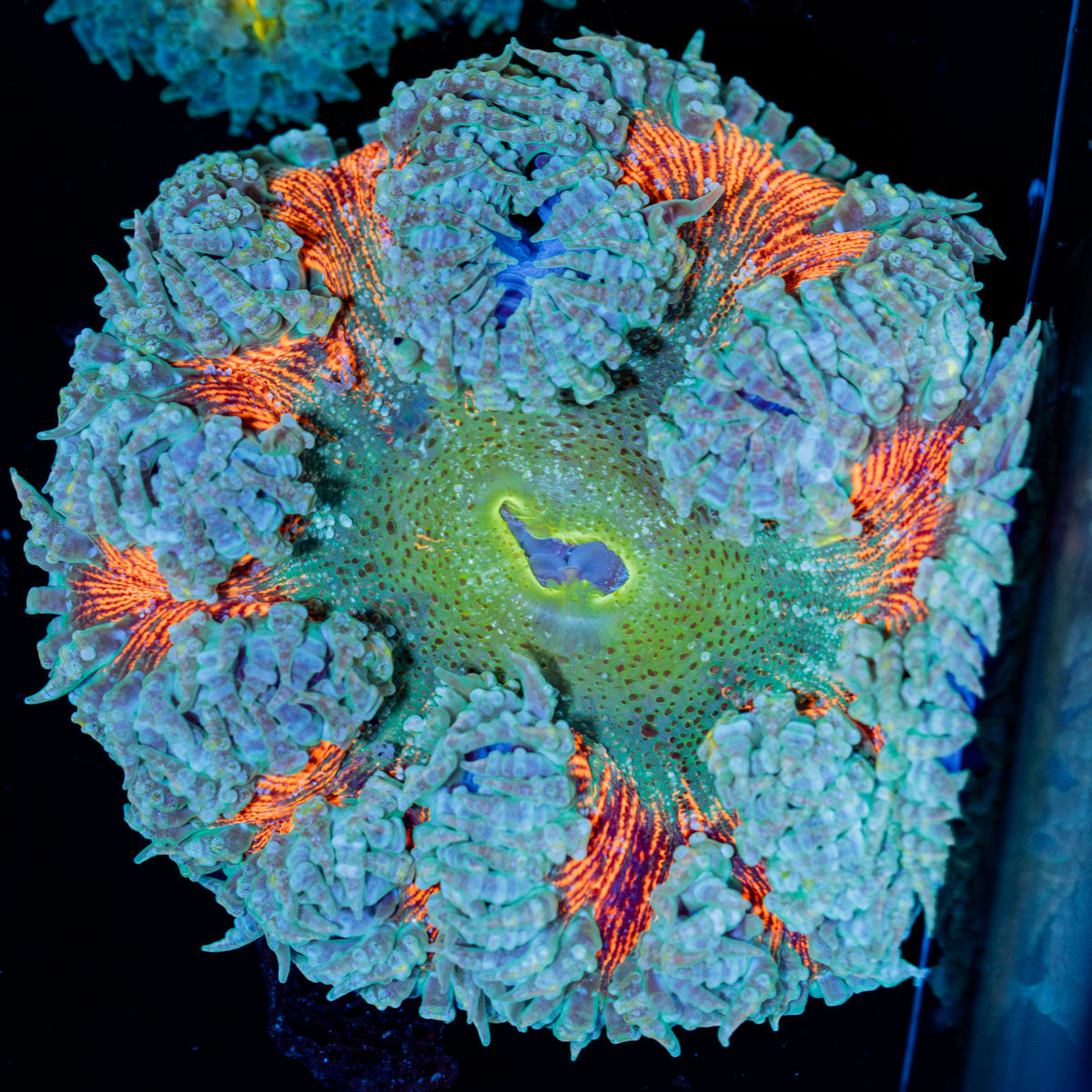 Rock Flower Anemone with colorful oral disc in reef aquarium