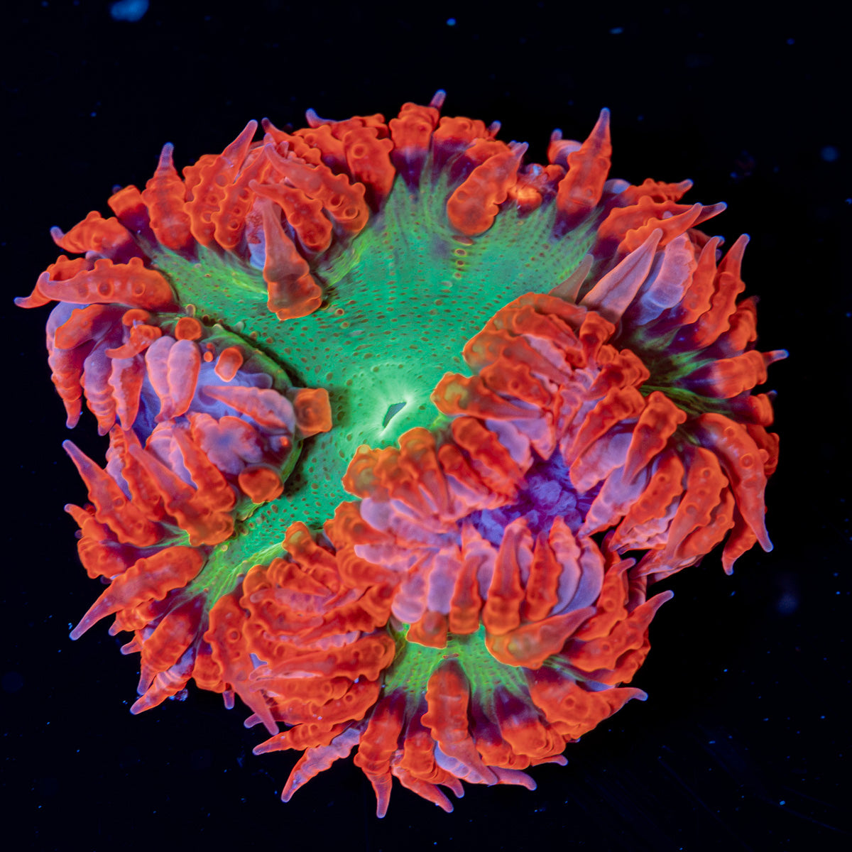 Rock Flower Anemone with colorful oral disc in reef aquarium