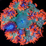 Rock Flower Anemone with colorful oral disc in reef aquarium