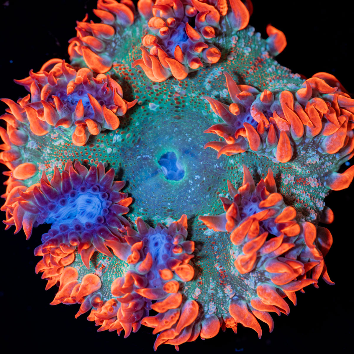 Rock Flower Anemone with colorful oral disc in reef aquarium