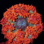 Rock Flower Anemone with colorful oral disc in reef aquarium