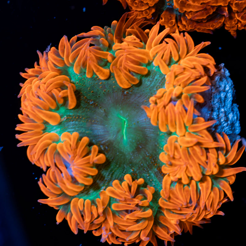 Rock Flower Anemone with colorful oral disc in reef aquarium
