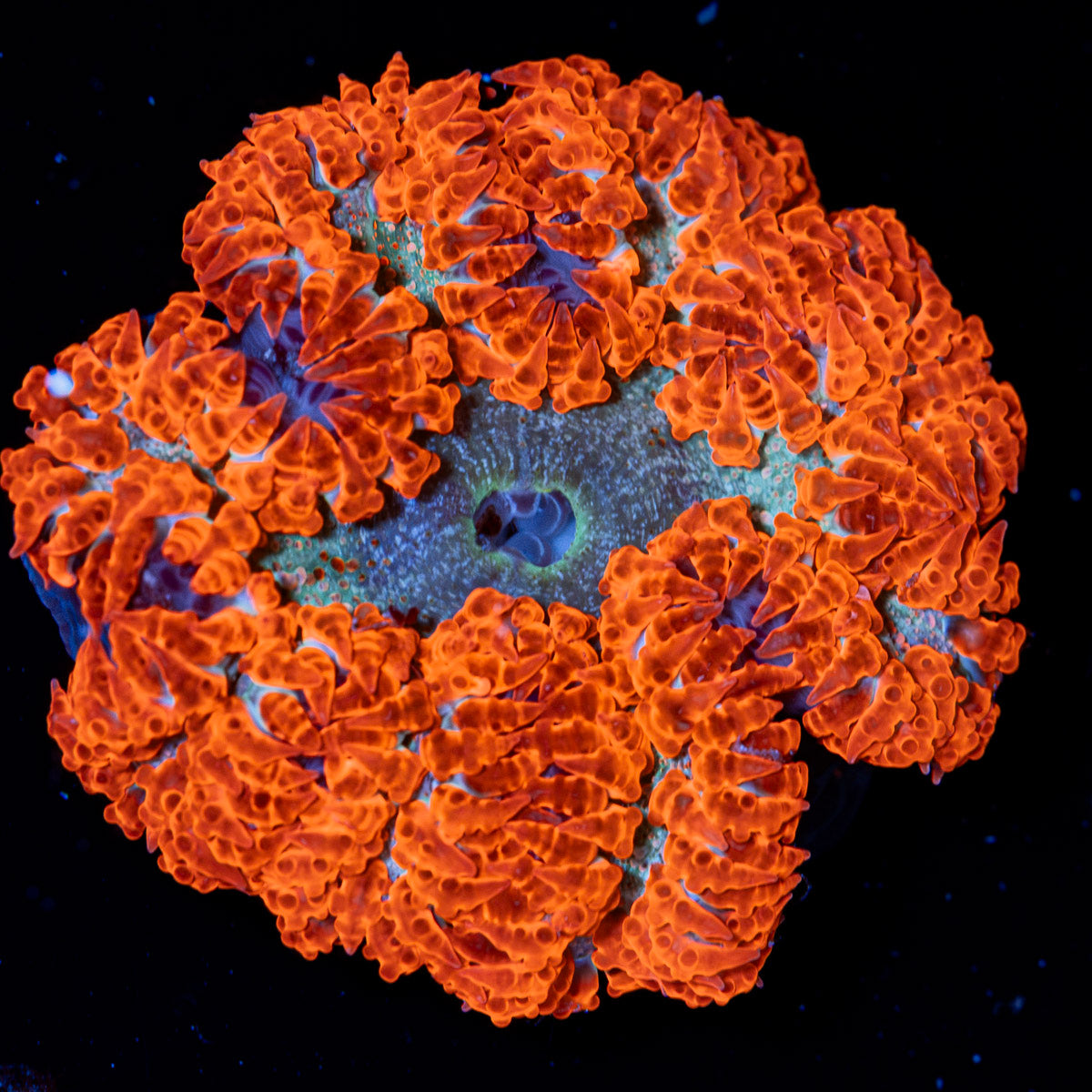 Rock Flower Anemone with colorful oral disc in reef aquarium