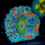 Rock Flower Anemone with colorful oral disc in reef aquarium