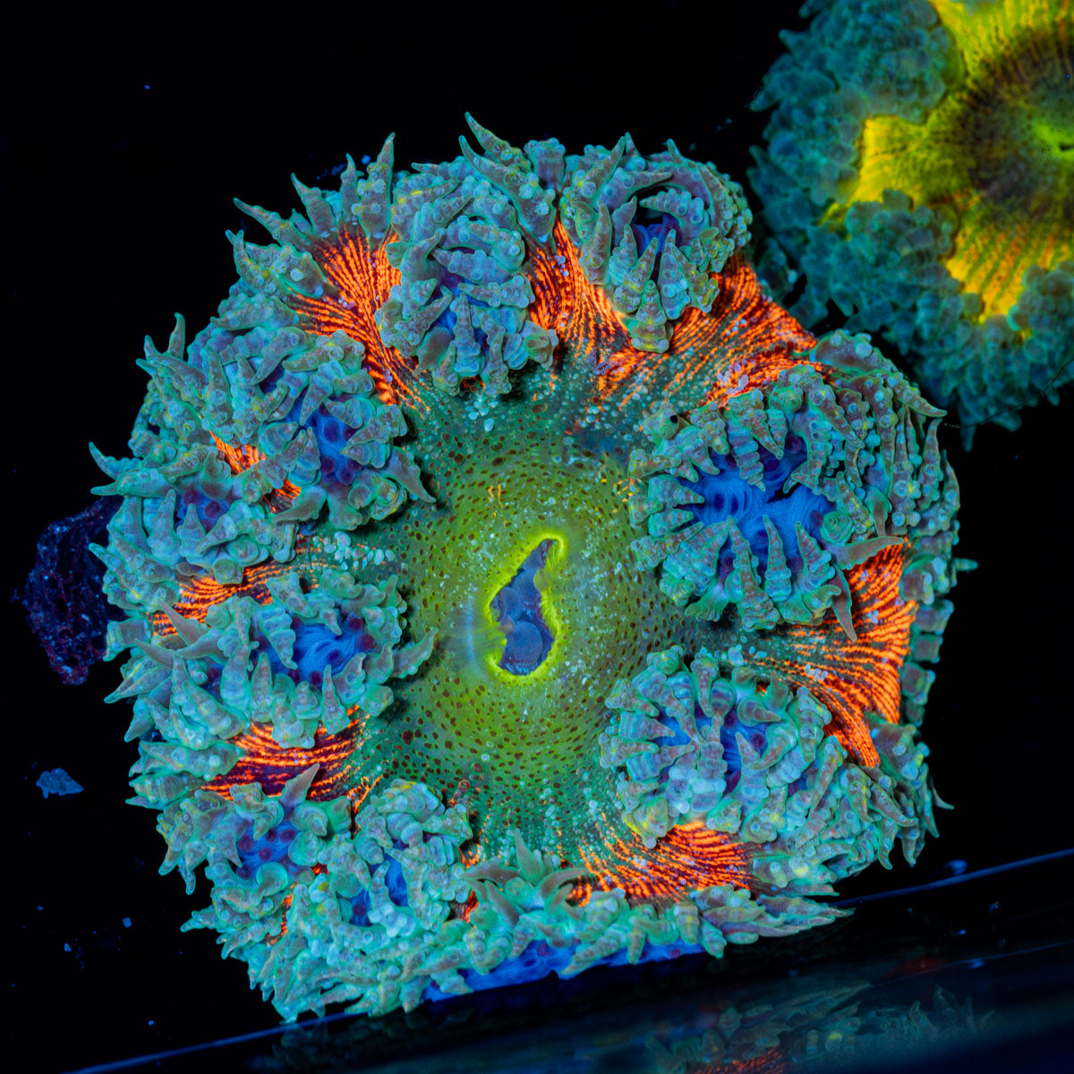 Rock Flower Anemone with colorful oral disc in reef aquarium