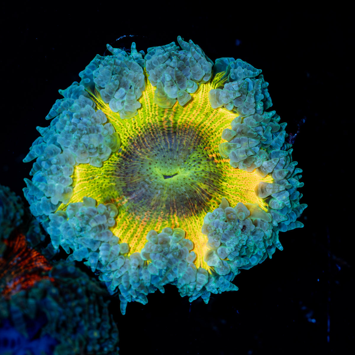 Rock Flower Anemone with colorful oral disc in reef aquarium