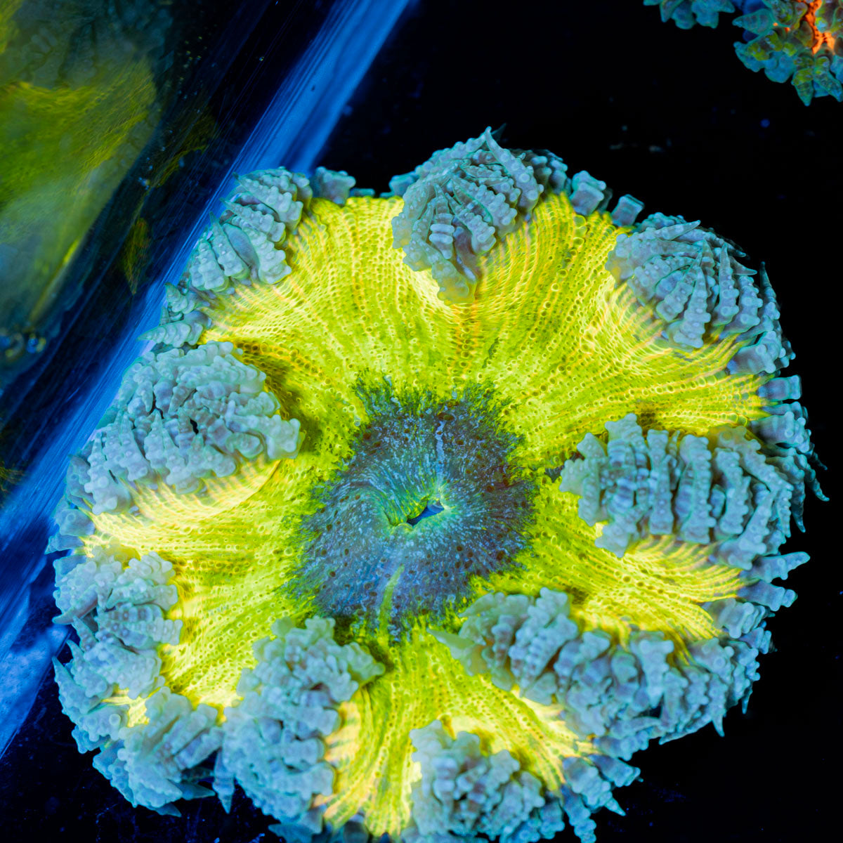 Rock Flower Anemone with colorful oral disc in reef aquarium