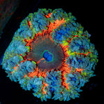 Rock Flower Anemone with colorful oral disc in reef aquarium
