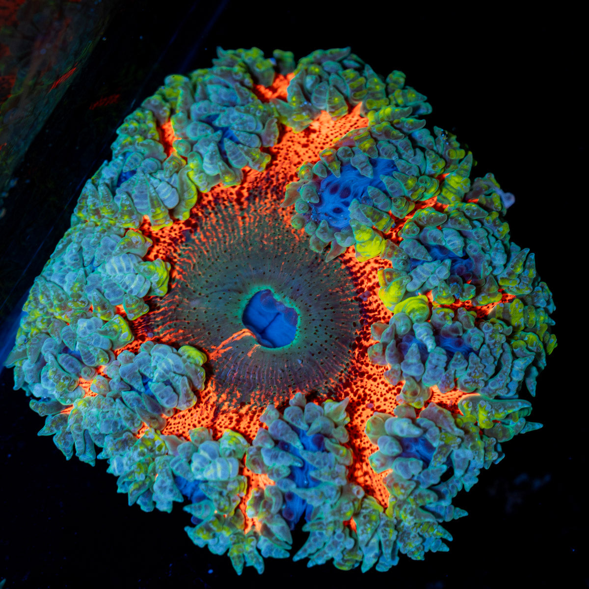Rock Flower Anemone with colorful oral disc in reef aquarium