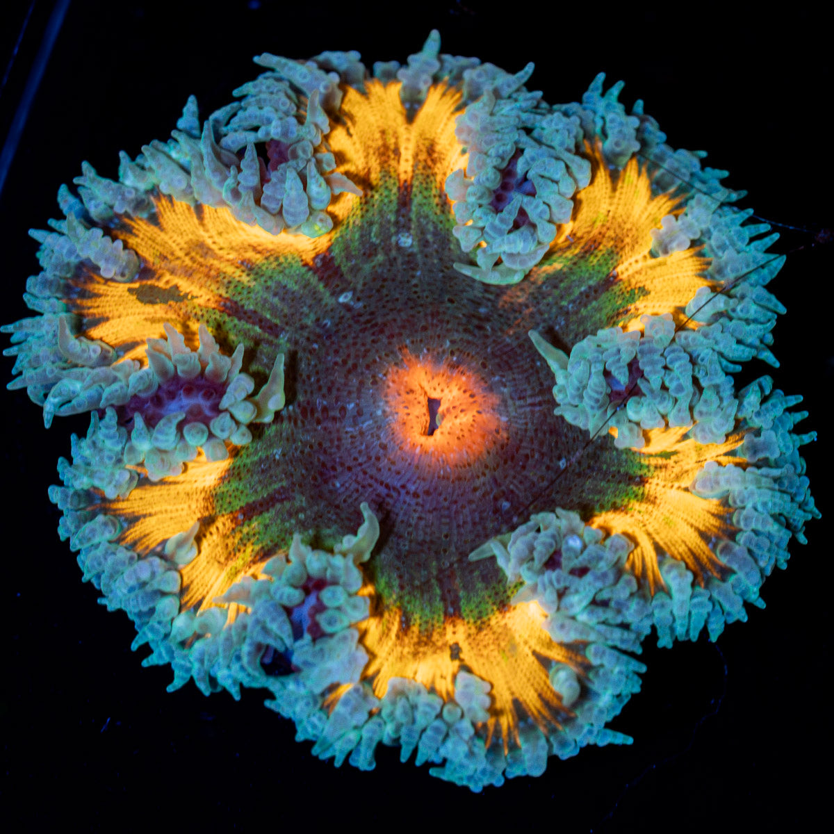 Rock Flower Anemone showcasing its colorful oral disc in reef aquarium