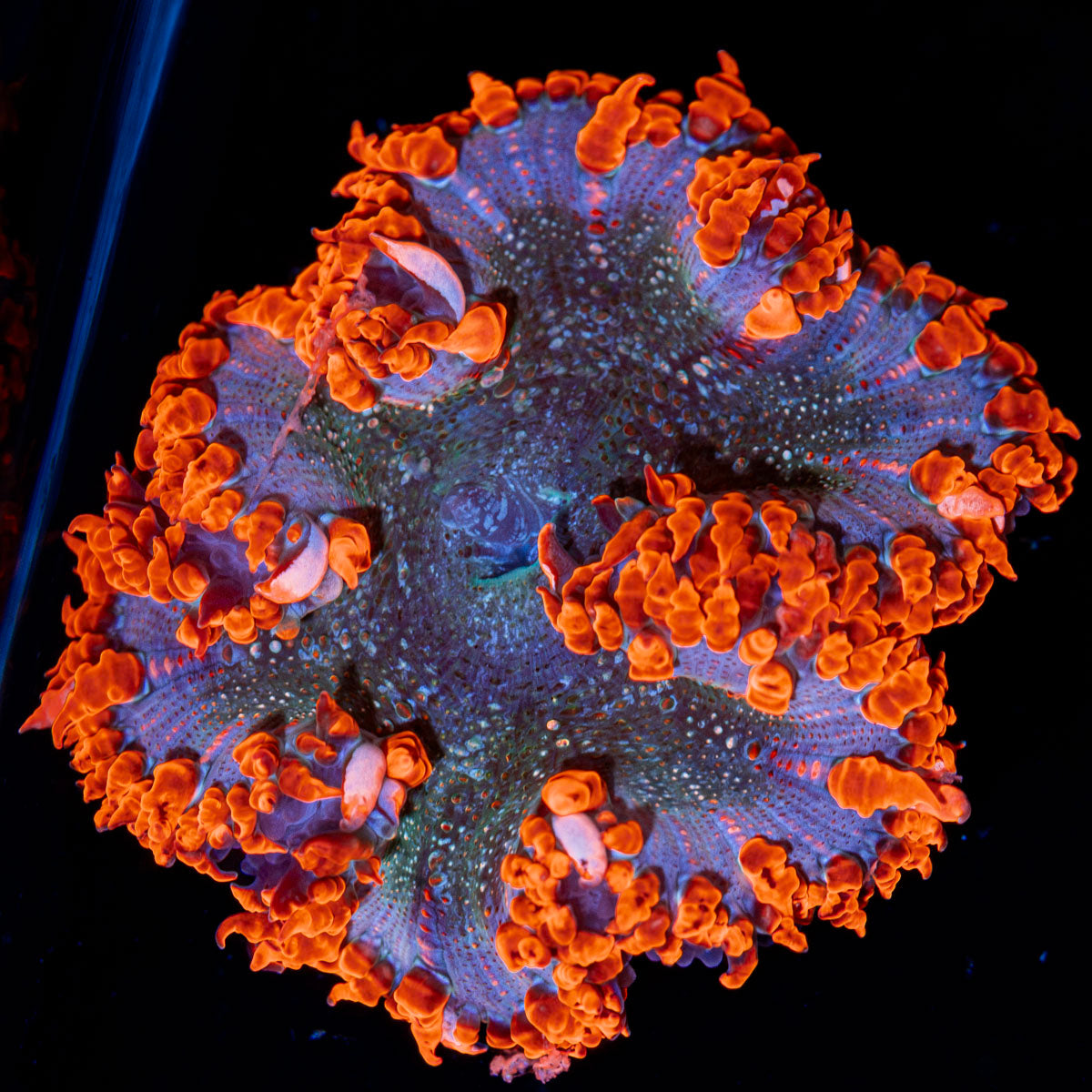 Rock Flower Anemone with colorful oral disc in reef aquarium