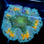 Rock Flower Anemone with colorful oral disc in reef aquarium