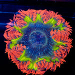 Rock Flower Anemone with colorful oral disc in reef aquarium