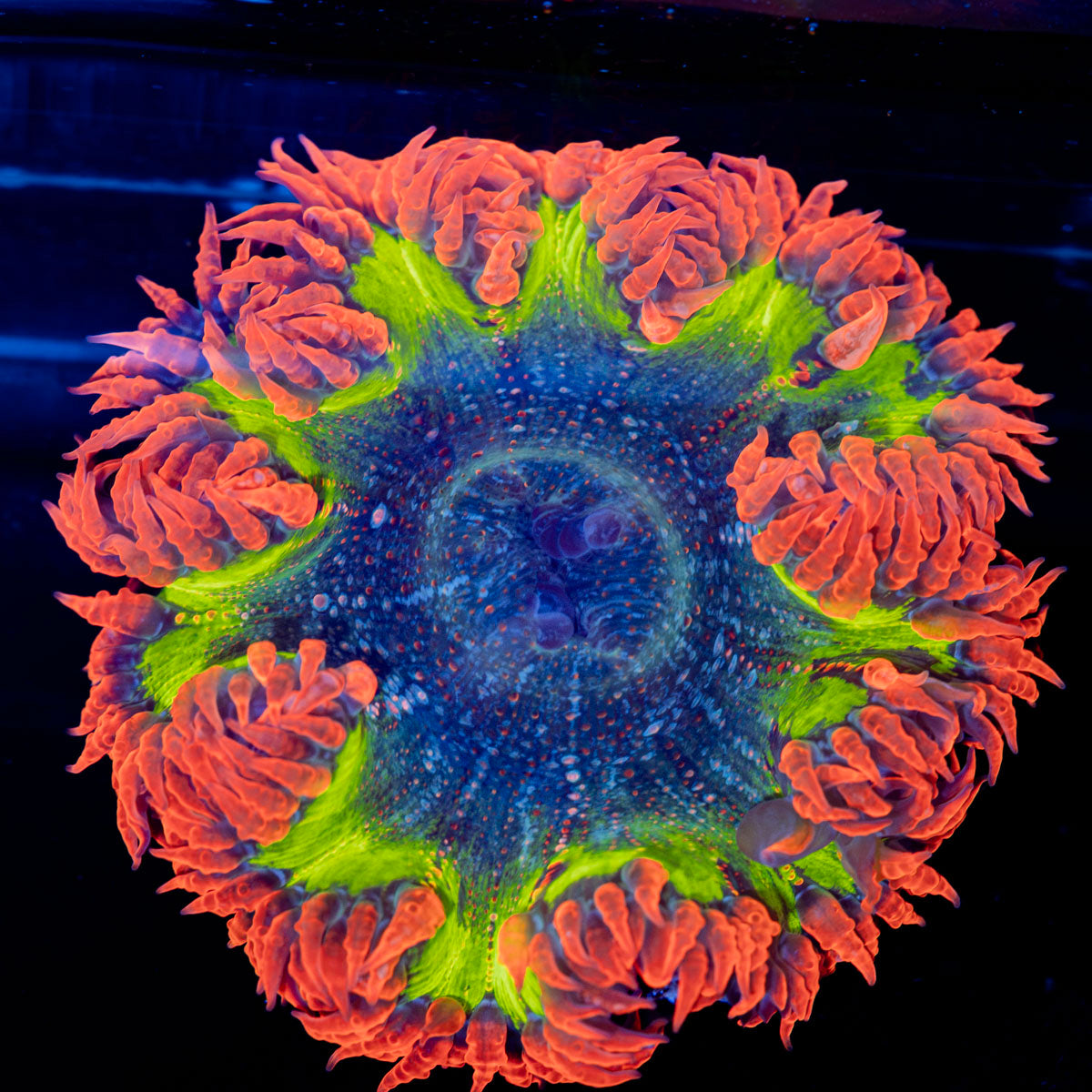 Rock Flower Anemone with colorful oral disc in reef aquarium