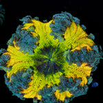 Rock Flower Anemone with colorful oral disc in reef aquarium