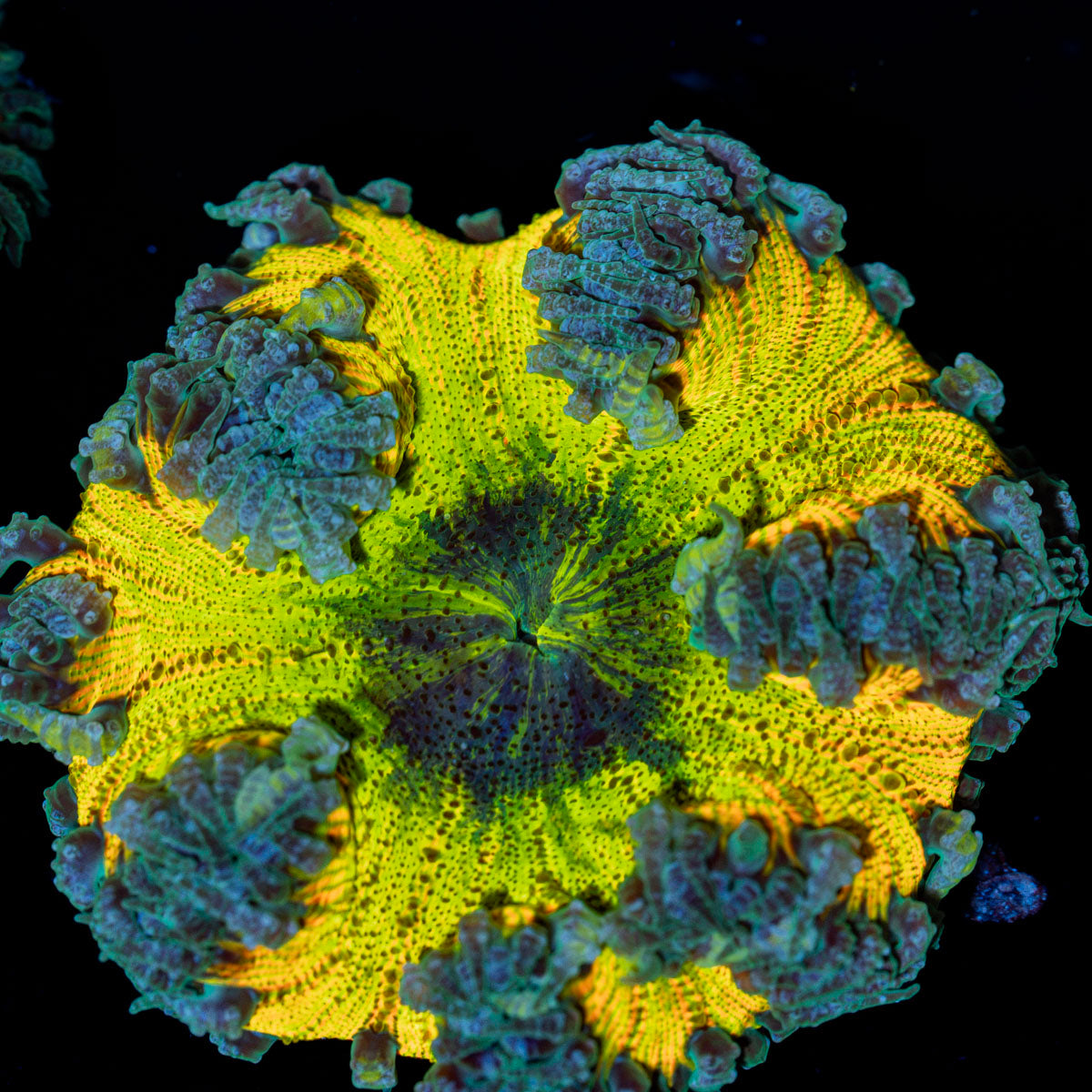 Rock Flower Anemone with colorful oral disc in reef aquarium