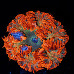 Rock Flower Anemone with colorful oral disc in reef aquarium