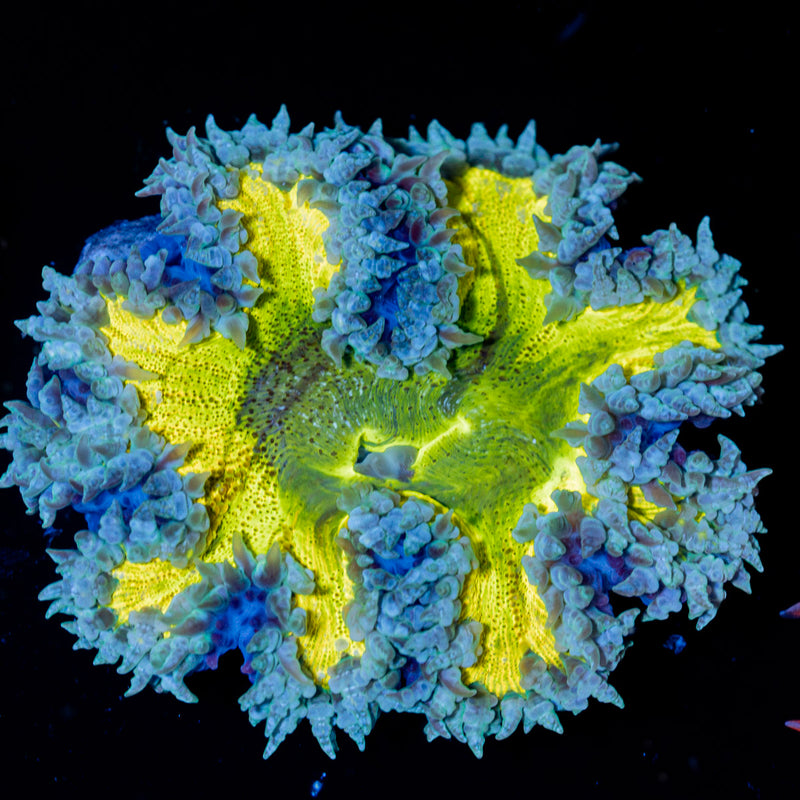Rock Flower Anemone with colorful oral disc in reef aquarium