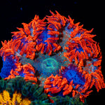Rock Flower Anemone with colorful oral disc in reef aquarium